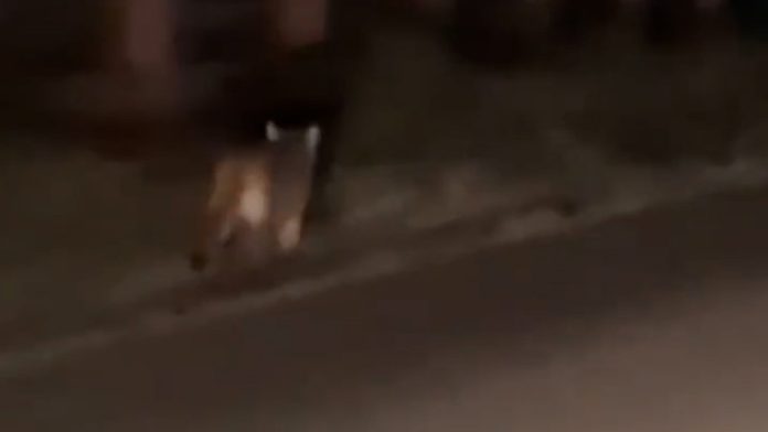 Alerta en Trelew tras el avistamiento de un puma suelto en la ciudad: atacó a dos caballos