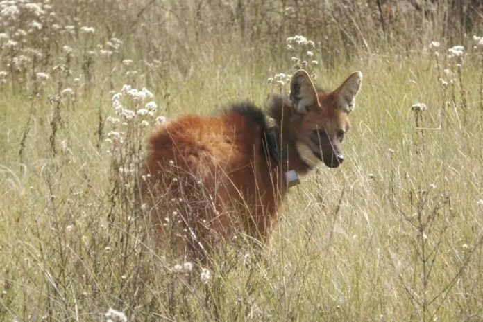 Un influencer se encontró con un animal en peligro de extinción en medio de la ruta: “Parecía una película de terror”