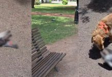 Aparecieron muertas varias palomas en un parque de Rosario e investigan qué sucedió con ellas