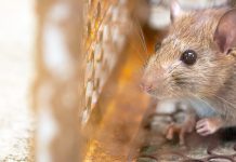 Confirmaron la muerte de un obrero por leptospirosis en Ensenada, tras la alerta por el aumento de casos