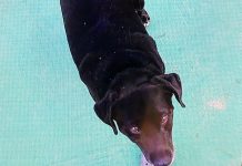 La conmovedora historia de Rex, el perro callejero que aparece en el documental de Fernando Báez Sosa: “No fue una casualidad”