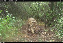 Parques Nacionales ofrece $250 millones de recompensa por aportar datos de Acaí, la yaguareté desaparecida en Chaco