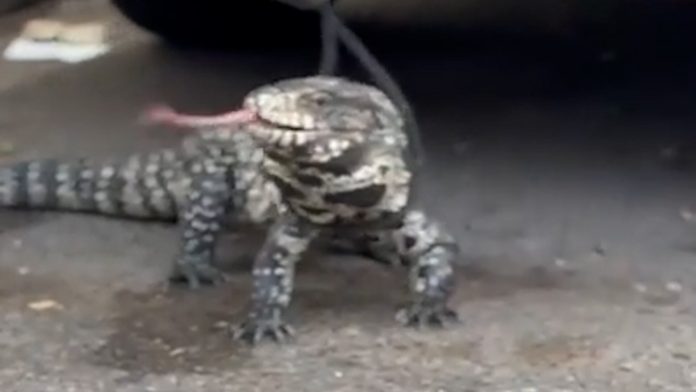 Sorpresa en Santa Fe: hallaron un lagarto overo atrapado en el motor de un auto