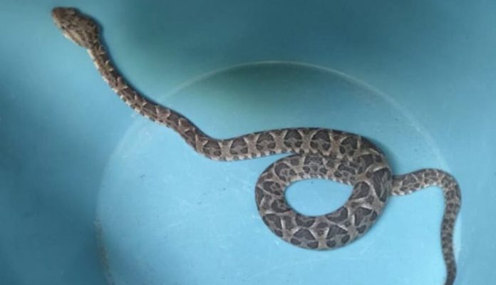 Susto en Córdoba: una mujer encontró una yarará sobre su cama en plena tarde