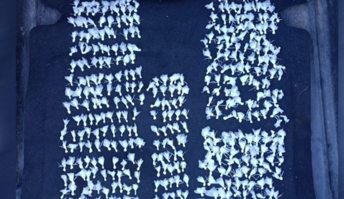 Balearon a un joven en Rosario, descubrieron que tenía 400 dosis de cocaína y fue detenido tras recibir el alta