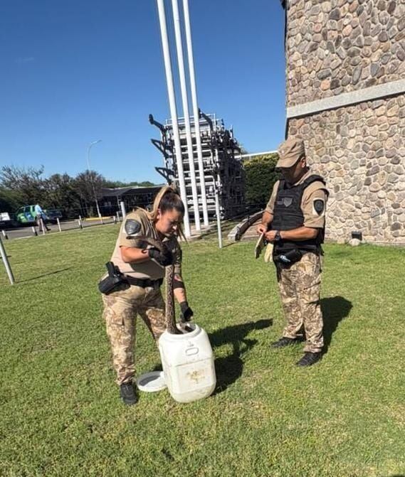Impactante hallazgo en Córdoba: encontraron una boa constrictora de 1 metro y medio