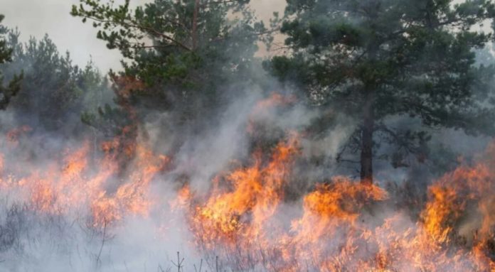 Incendios forestales: se controlaron dos focos, pero continúan los trabajos para frenar el avance en Chubut