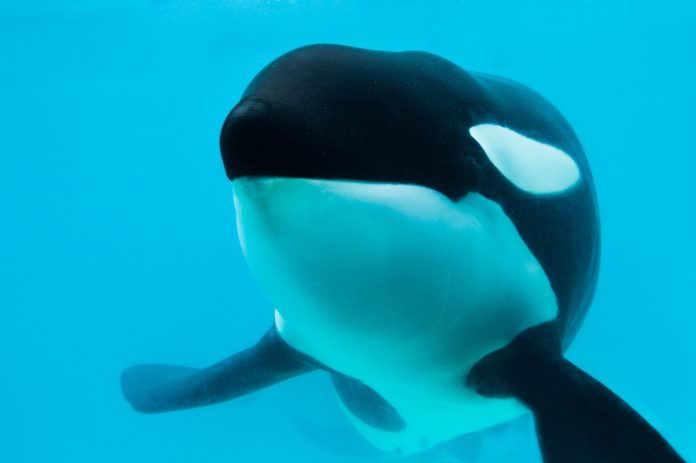 Murió Kshamenk, la orca que fue rescatada en 1992 por Mundo Marino y vivió 33 años en cautiverio