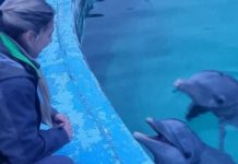 Trasladaron a diez delfines del ex Aquarium de Mar del Plata hasta una playa de Egipto: cómo fue el operativo
