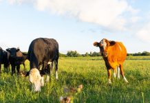 Un productor rural de Santa Fe denunció la desaparición de más de 100 vacas valuadas en $145 millones