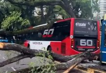 Cayó un árbol en plena avenida, provocó un choque entre dos colectivos y cuatro personas resultaron heridas