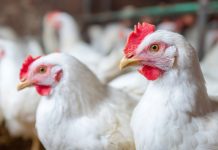 El Ministerio de Salud emitió una alerta epidemiológica en el AMBA, tras detectarse nuevos casos de influenza aviar