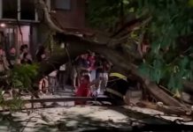 Imágenes sensibles: un repartidor quedó atrapado abajo de un árbol que se le cayó encima cuando trabajaba