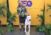 “Toky”, el Dogo Argentino que se convirtió en leyenda: ganó el certamen internacional de perros más prestigioso del mundo