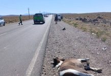 Turistas chilenos atropellaron y mataron a un caballo en una ruta de Neuquén: escaparon y no se sabe nada de ellos