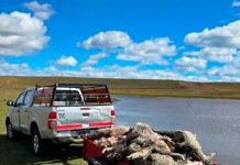 Una jauría de perros mató a más de 100 corderos de una escuela rural de Tierra del Fuego: “El trabajo de todo el año se tiró a la basura”
