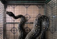 Atraparon una lampalagua de dos metros en Córdoba: es una de las serpientes más grandes registradas en la provincia