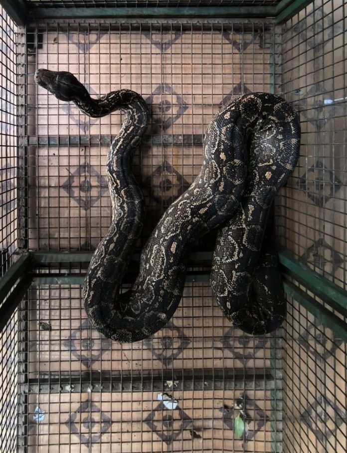 Atraparon una lampalagua de dos metros en Córdoba: es una de las serpientes más grandes registradas en la provincia