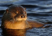Denunciaron el robo de una cámara que monitoreaba a una especie en peligro de extinción en el Parque Nacional Nahuel Huapi