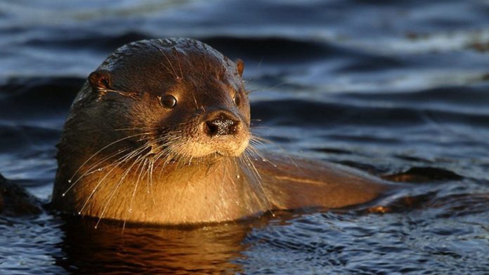 Denunciaron el robo de una cámara que monitoreaba a una especie en peligro de extinción en el Parque Nacional Nahuel Huapi