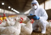 Detectaron un brote de influenza aviar en Córdoba