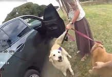 Detuvieron a un micro y un conductor por realizar maniobras peligrosas en la Ruta 11