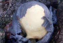 Encontraron un cráneo humano en una playa de Chubut