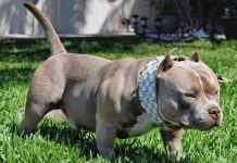 Imputaron a un hombre por crueldad animal en Río Negro: mató la perra de su vecina de un golpe en la cabeza