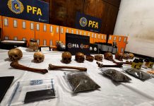 Macabro hallazgo en Córdoba: un cultivador de marihuana escondía una colección de cráneos humanos