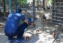 Mendoza: rescataron a más de 80 perros que estaban en muy malas condiciones de un criadero clandestino