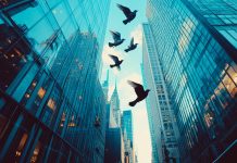 Palomas en centros urbanos: entre la protección legal y el riesgo sanitario para los adultos mayores