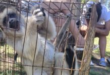 Rescataron a un mono carayá que estaba enjaulado en una casa de La Matanza