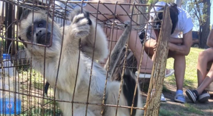 Rescataron a un mono carayá que estaba enjaulado en una casa de La Matanza