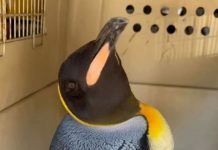 Rescataron a un pingüino rey que fue encontrado en las costas del Río de la Plata