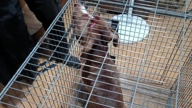 Rosario: un pitbull atacó brutalmente a una nena y debieron asfixiarlo para que la suelte