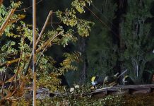 Un árbol de 30 metros cayó sobre una casa en San Martín de Los Andes y dos mujeres se salvaron de milagro