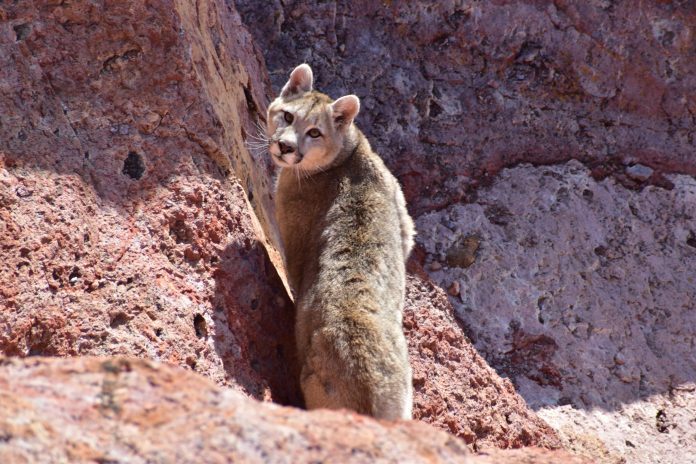 Infobae tras las pistas de un puma en la Patagonia: huellas, restos de una presa y una sorpresa a 40 metros de distancia
