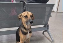 La historia de Arturo, el perro que esperó 25 días en el hospital a su dueño que había muerto