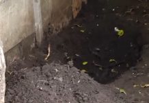 Un niño de 12 años encontró el cuerpo de su madre enterrado en la casa: investigan a la pareja de la mujer