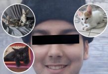 “Asesino de gatitos”: la cronología de las muertes que investiga la Justicia y otros casos misteriosos