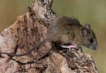 Brote de hantavirus en Buenos Aires: hubo 18 casos confirmados y siete muertes en lo que va del año