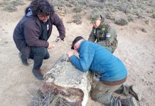 Hallaron tres bosques petrificados de 50 millones de años en Río Negro que revelan una Patagonia desconocida
