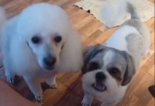 La Justicia de Misiones dictó una medida inédita que reconoce a las mascotas como parte de una “familia multiespecie”