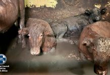 Las iniciativas para frenar la exportación de ganado en pie: maltrato animal, riesgo ambiental y daños costeros