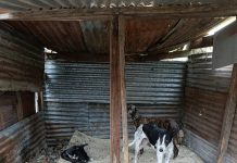 Cinco galgos fueron rescatados por maltrato animal en La Plata: estaban enjaulados y con signos de desnutrición