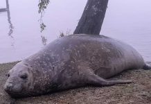 Sorpresa en Escobar por la aparición de un elefante marino