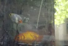 Un tribunal argentino reconoció derechos a dos peces y ordenó su rescate por maltrato
