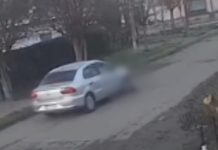 Video: un remisero atropelló a un perro en La Plata, escapó y ahora buscan identificarlo