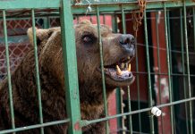 El viaje de Gordo, Florencia y Flora: los primeros tres animales del ex zoo de Luján que serán trasladados a santuarios