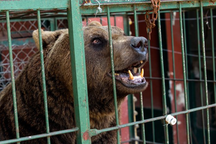 El viaje de Gordo, Florencia y Flora: los primeros tres animales del ex zoo de Luján que serán trasladados a santuarios